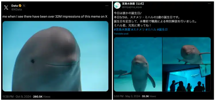 日本海豚、韩国玩偶，「亚洲元素」渗透meme市场｜meme今天炒什么？